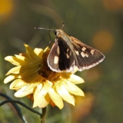 Trapezites luteus at Theodore, ACT - 11 Mar 2022 04:30 PM