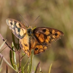 Heteronympha penelope (Shouldered Brown) at Tuggeranong Hill - 11 Mar 2022 by RAllen