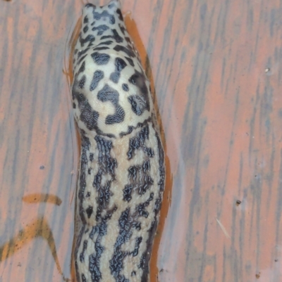 Limax maximus (Leopard Slug, Great Grey Slug) at Watson, ACT - 16 Mar 2022 by AniseStar
