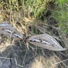 Abantiades sp. (genus) (A Swift or Ghost moth) at Cotter River, ACT - 16 Feb 2022 by JaneR