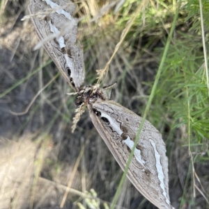 Abantiades (genus) at Cotter River, ACT - 16 Feb 2022 11:54 AM