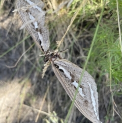 Abantiades (genus) at Cotter River, ACT - 16 Feb 2022