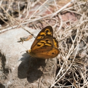 Heteronympha merope at Booth, ACT - 14 Mar 2022 01:00 PM