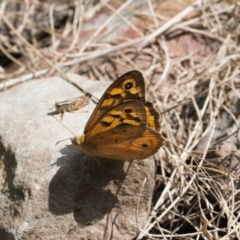 Heteronympha merope (Common Brown) at Booth, ACT - 14 Mar 2022 by RAllen