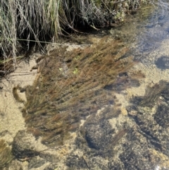 Myriophyllum variifolium (Varied Water-milfoil) at Namadgi National Park - 16 Feb 2022 by JaneR