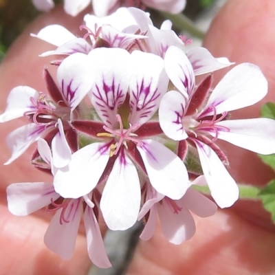 Pelargonium australe (Austral Stork's-bill) at Cotter River, ACT - 20 Jan 2022 by RobParnell