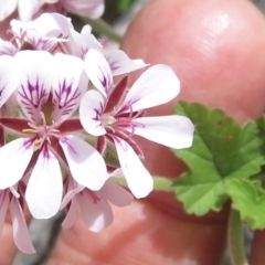 Pelargonium australe at Cotter River, ACT - 20 Jan 2022