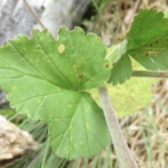 Pelargonium australe at Cotter River, ACT - 20 Jan 2022