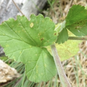 Pelargonium australe at Cotter River, ACT - 20 Jan 2022