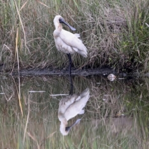 Platalea regia at McKellar, ACT - 16 Mar 2022