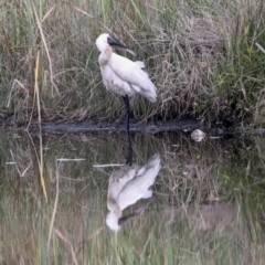 Platalea regia at McKellar, ACT - 16 Mar 2022