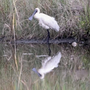 Platalea regia at McKellar, ACT - 16 Mar 2022