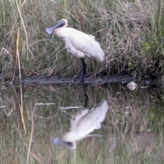 Platalea regia at McKellar, ACT - 16 Mar 2022