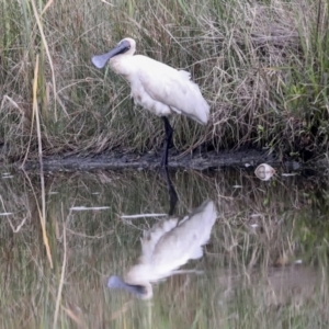 Platalea regia at McKellar, ACT - 16 Mar 2022