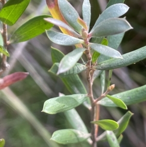 Leptospermum obovatum at Cotter River, ACT - 21 Feb 2022