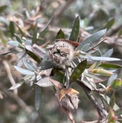 Leptospermum obovatum at Cotter River, ACT - 21 Feb 2022 02:33 PM