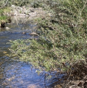 Leptospermum obovatum at Cotter River, ACT - 21 Feb 2022