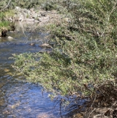 Leptospermum obovatum at Cotter River, ACT - 21 Feb 2022