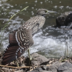 Nycticorax caledonicus at Giralang, ACT - 11 Mar 2022