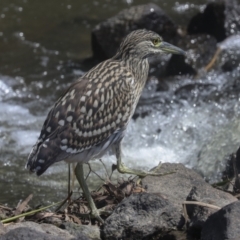 Nycticorax caledonicus at Giralang, ACT - 11 Mar 2022