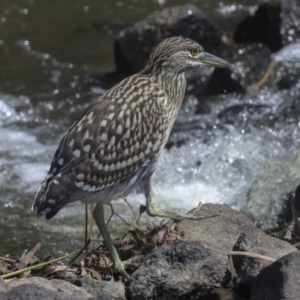 Nycticorax caledonicus at Giralang, ACT - 11 Mar 2022