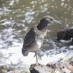 Nycticorax caledonicus at Giralang, ACT - 11 Mar 2022 02:08 PM