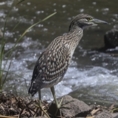 Nycticorax caledonicus at Giralang, ACT - 11 Mar 2022