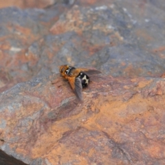 Microtropesa sinuata (A bristle fly) at Namadgi National Park - 14 Mar 2022 by RAllen