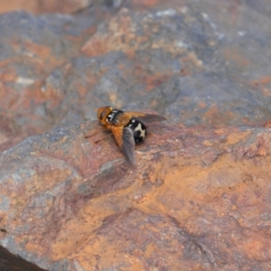 Microtropesa sinuata at Booth, ACT - 14 Mar 2022