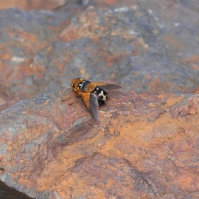 Microtropesa sinuata (A bristle fly) at Namadgi National Park - 14 Mar 2022 by RAllen