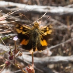 Trapezites eliena (Orange Ochre) at Booth, ACT - 14 Mar 2022 by RAllen