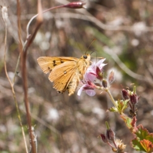 Trapezites eliena at Booth, ACT - 14 Mar 2022 01:43 PM