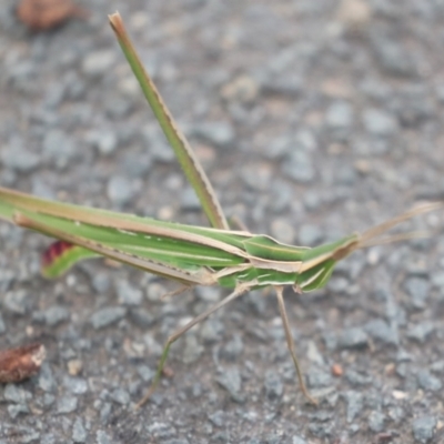 Acrida conica (Giant green slantface) at Giralang, ACT - 15 Mar 2022 by AlisonMilton