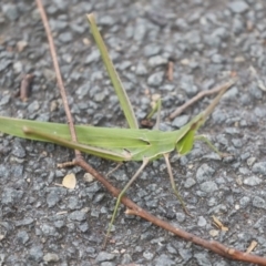 Acrida conica at Giralang, ACT - 15 Mar 2022 06:03 PM