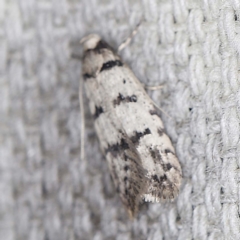 Scatochresis episema (A scat moth) at O'Connor, ACT - 13 Mar 2022 by ibaird
