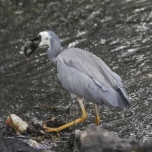 Egretta novaehollandiae at Giralang, ACT - 15 Mar 2022