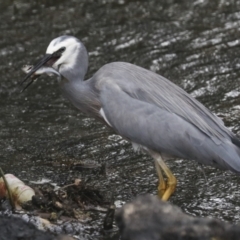 Egretta novaehollandiae at Giralang, ACT - 15 Mar 2022