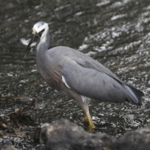 Egretta novaehollandiae at Giralang, ACT - 15 Mar 2022