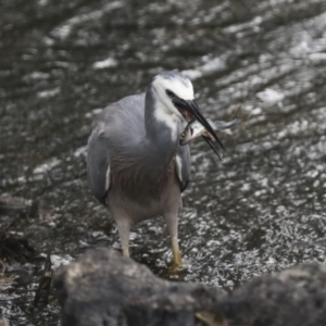 Egretta novaehollandiae at Giralang, ACT - 15 Mar 2022