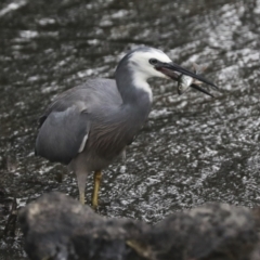 Egretta novaehollandiae at Giralang, ACT - 15 Mar 2022