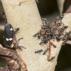 Eurymela fenestrata (Gum tree leafhopper) at Molonglo Valley, ACT - 8 Mar 2022 by AlisonMilton