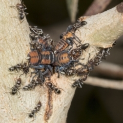 Eurymela fenestrata at Molonglo Valley, ACT - 9 Mar 2022 08:53 AM