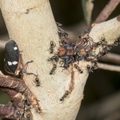 Eurymela fenestrata at Molonglo Valley, ACT - 9 Mar 2022 08:53 AM