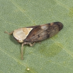 Brunotartessus fulvus (Yellow-headed Leafhopper) at Molonglo Valley, ACT - 9 Mar 2022 by AlisonMilton