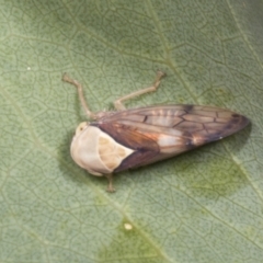 Brunotartessus fulvus at Molonglo Valley, ACT - 9 Mar 2022