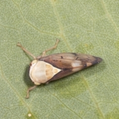 Brunotartessus fulvus at Molonglo Valley, ACT - 9 Mar 2022