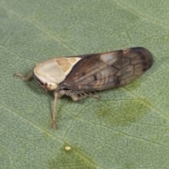 Brunotartessus fulvus at Molonglo Valley, ACT - 9 Mar 2022