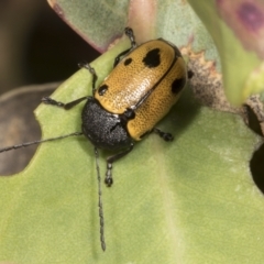 Cadmus (Cadmus) litigiosus (Leaf beetle) at Molonglo Valley, ACT - 9 Mar 2022 by AlisonMilton