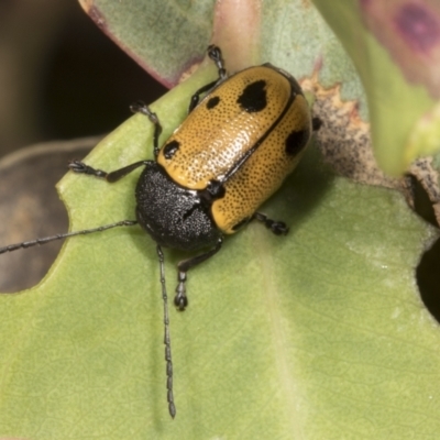 Cadmus (Cadmus) litigiosus (Leaf beetle) at Molonglo River Reserve - 8 Mar 2022 by AlisonMilton
