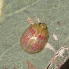 Paropsisterna fastidiosa (Eucalyptus leaf beetle) at Molonglo Valley, ACT - 9 Mar 2022 by AlisonMilton